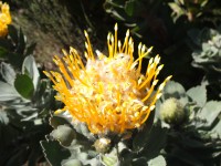 Protea à Table Mountain