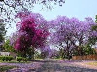 Jacarandas Pretoria